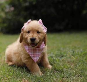 lindos cachorros golden retriever para adopcion Precios