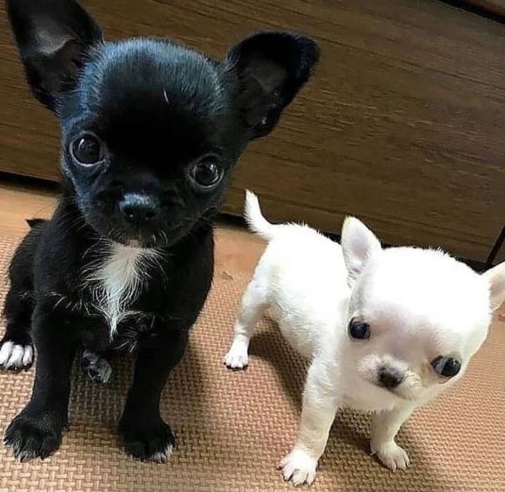 BUENOS CACHORROS CHIHUAHUA EN ADOPCIÓN