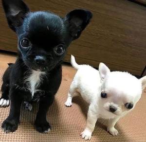 BUENOS CACHORROS CHIHUAHUA EN ADOPCIÓN