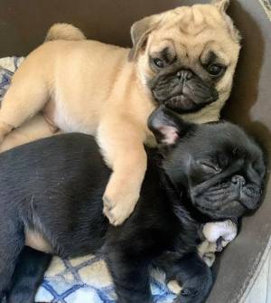 CACHORROS MINI PUG PUG EN ADOPCIÓN