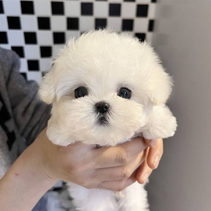 cachorro maltese para adopcion1210