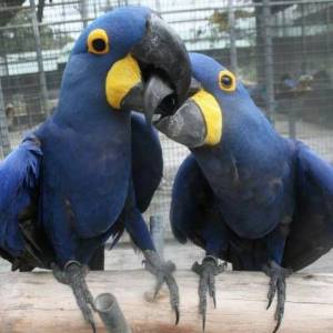 pichones de guacamayos domesticados66