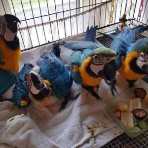 pichones de guacamayos domesticados7