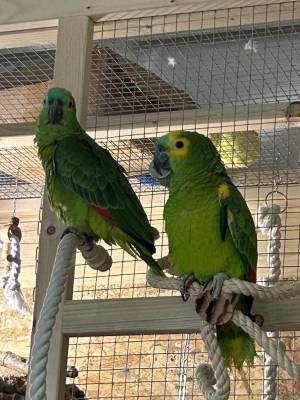 pichones de cacatúa  domesticadosss