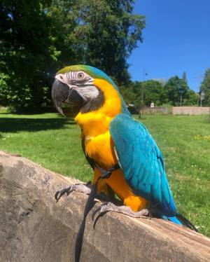 pichones de cacatúa  domesticados klkl
