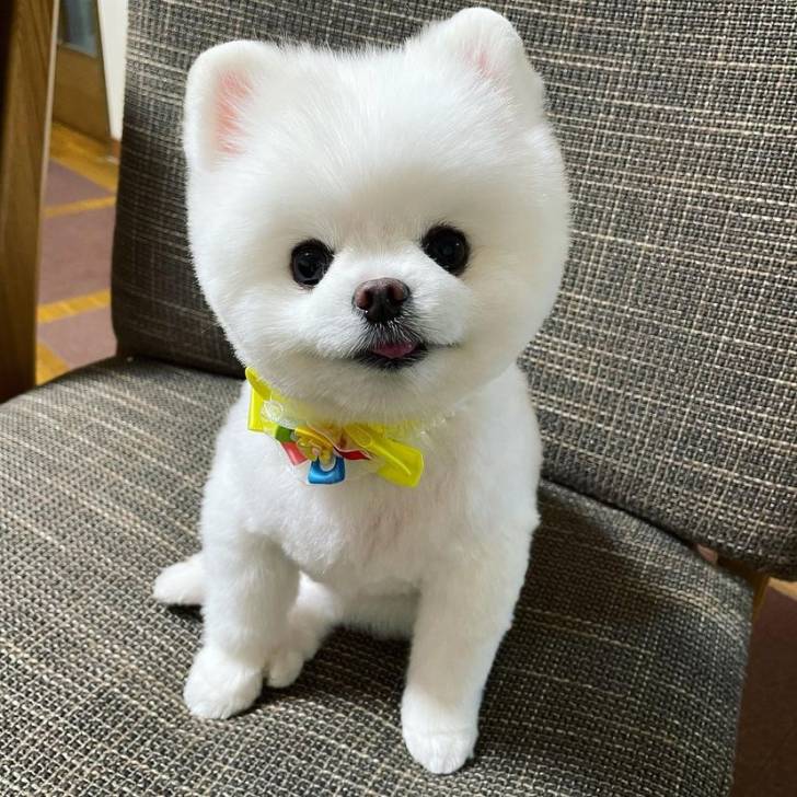 cachorros pomerania para adopcion5.5,