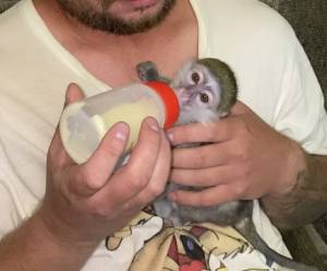 mono capuchino para buenas casas!!