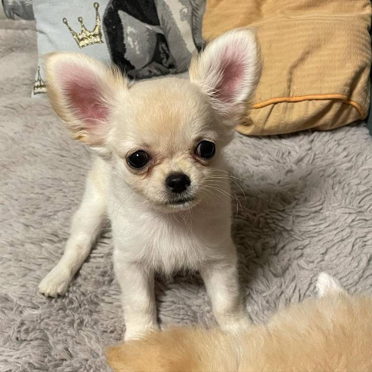 cachorros chihuahua para adopcion]