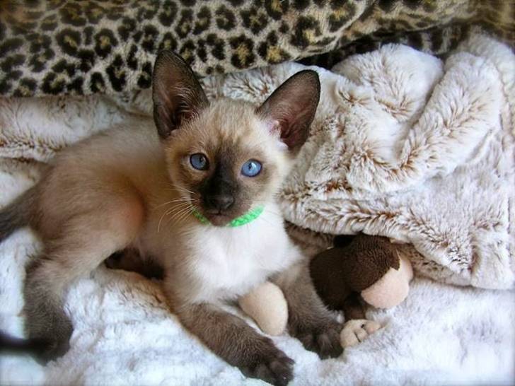 i/ Siamese gatitos disponables para regalo ahoraa