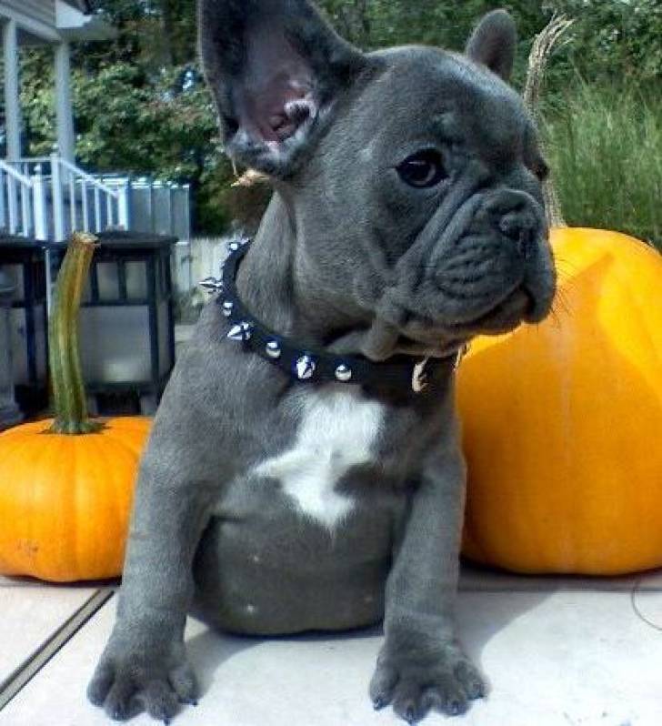 o/.  Cachorros bulldog frances para regalar ahora