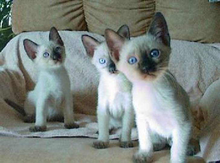 qq  Macho y hembra Siamese gatitos para adopcion