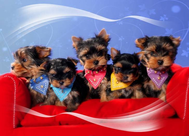fd Qualidad mini toy yorkie cachorros para regalo