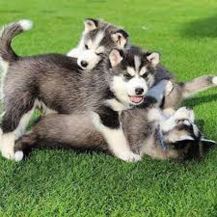 q./ SIBERIANO HUSKY DISPONABLES PARA ADOPCION