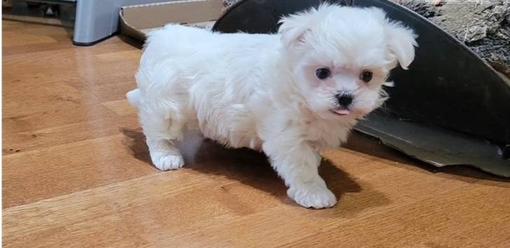 BICHON MALTESA❤️w/ cachorros para Regalo macho y hembr