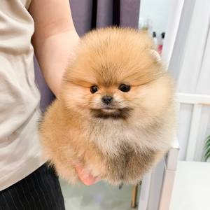 cachorros de pomerania>