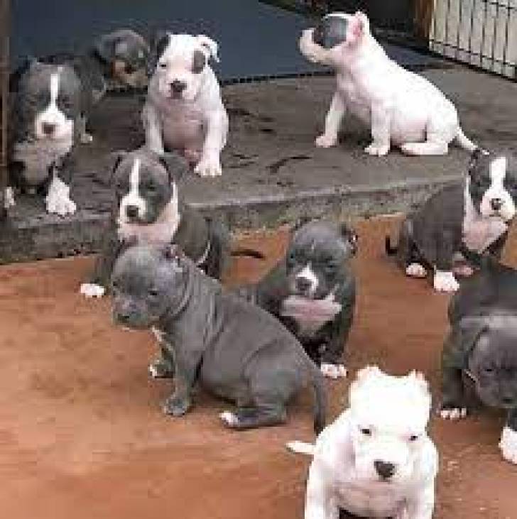 PITBULL g CACHORROS DISPONABLES PARA REGALO,./