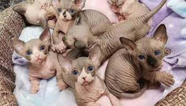 y Macho y hembra Sphynx gatitos disponables para regal