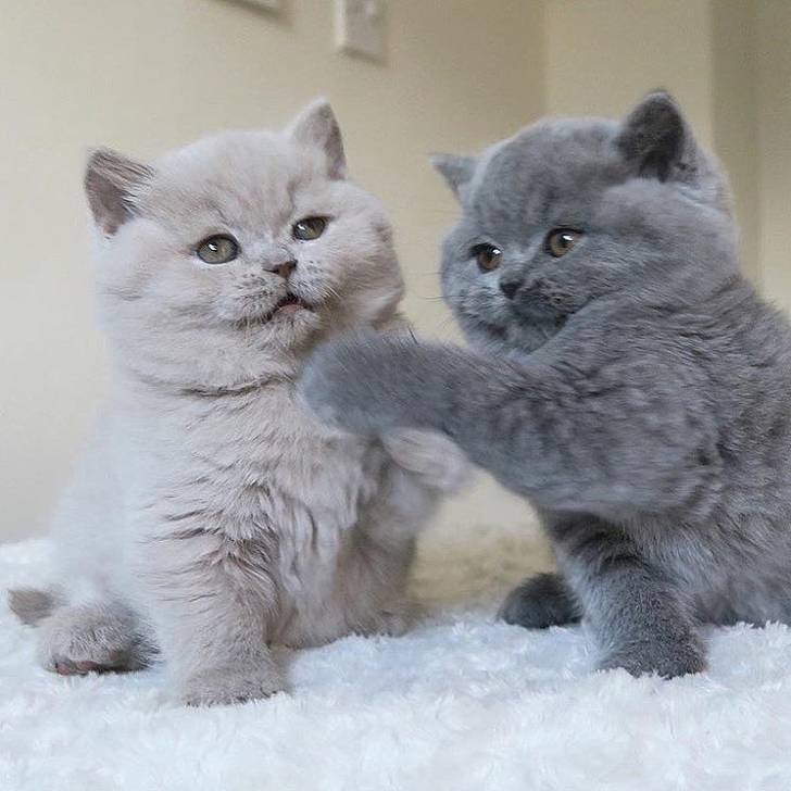Qualidad Británico de pelo corto gatitos para regalo