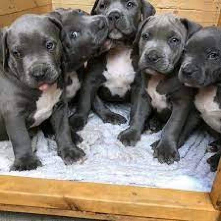 gtr Cachorros Pitbull disponables para Adopcion