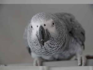 Regalo Preciosos loros Grises Africanos.*123*../;