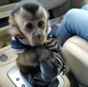Monos Bebés Capuchinos disponibles WFWFWF