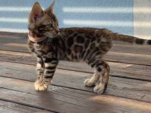 Bengal gatitos disponables   vvv para adopcion