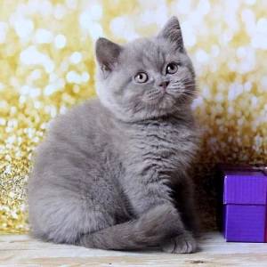 GATITOS DE BRITÁNICO   vvvsc CABELLO CORTO