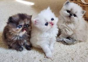 Dos preciosas  bb gatitos Persa para regalo