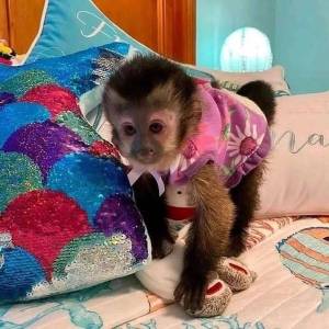 Monos Bebés Capuchinos disponibles EEGEG