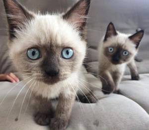 SIAMES  jjj GATITOS  REG(streilleybiancco@gmail.com)