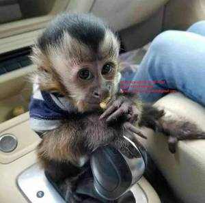 Monos Bebés Capuchinos disponibles EWGEWQF