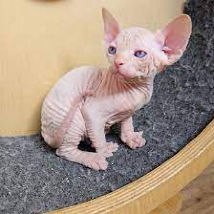 SPHYNX  d/ GATITOS DISPOANBLES PARA ADOPCION
