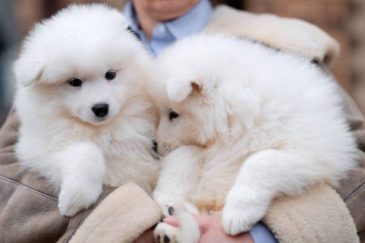 ui/ SAMOYEDO CACHORROS PARA ADOPCION ./,