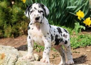 GRAN DANÉS  bnn CACHORROS DISPOANBLES PARA ADOPCION