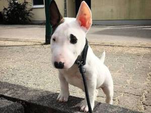 BULL TERRIER  BB ESPLÉNDIDA CALIDAD PARA REGALO