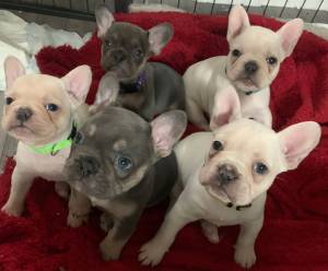 BULLTERRIER PARA REGALO HHHH