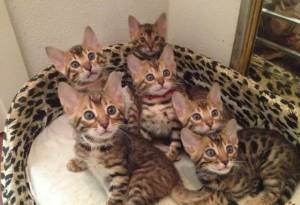 Bengal gatitos nn  disponables para adopcion