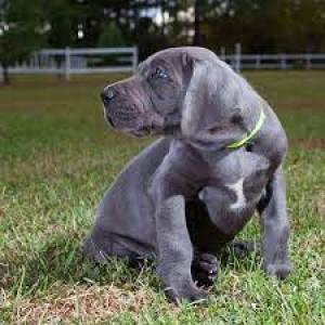 GRAN DANÉS hhCACHORROS DISPOANBLES PARA ADOPCION ´;/./´