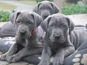 GRAN DANÉS hhCACHORROS DISPOANBLES PARA ADOPCION ´;/./´
