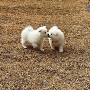 SAMOYEDO  hhc CACHORROS PARA ADOPCION ./,