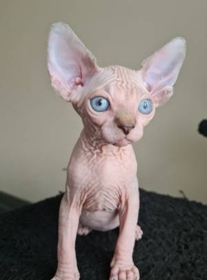 Preciosa camada,gg alegres y afectuosos Sphynx gatitos