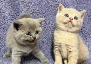 GATITOS pp DE BRITÁNICO CABELLO CORTO