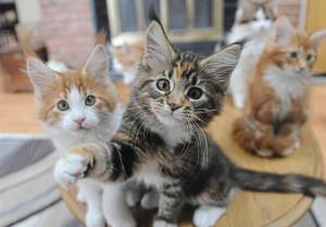 MAINE COON PARA REGALOhhr