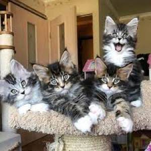 MAINE COON PARA REGALO ggg
