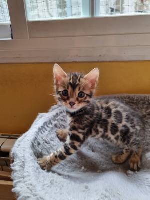 ff Bengal gatitos disponables para adopcion