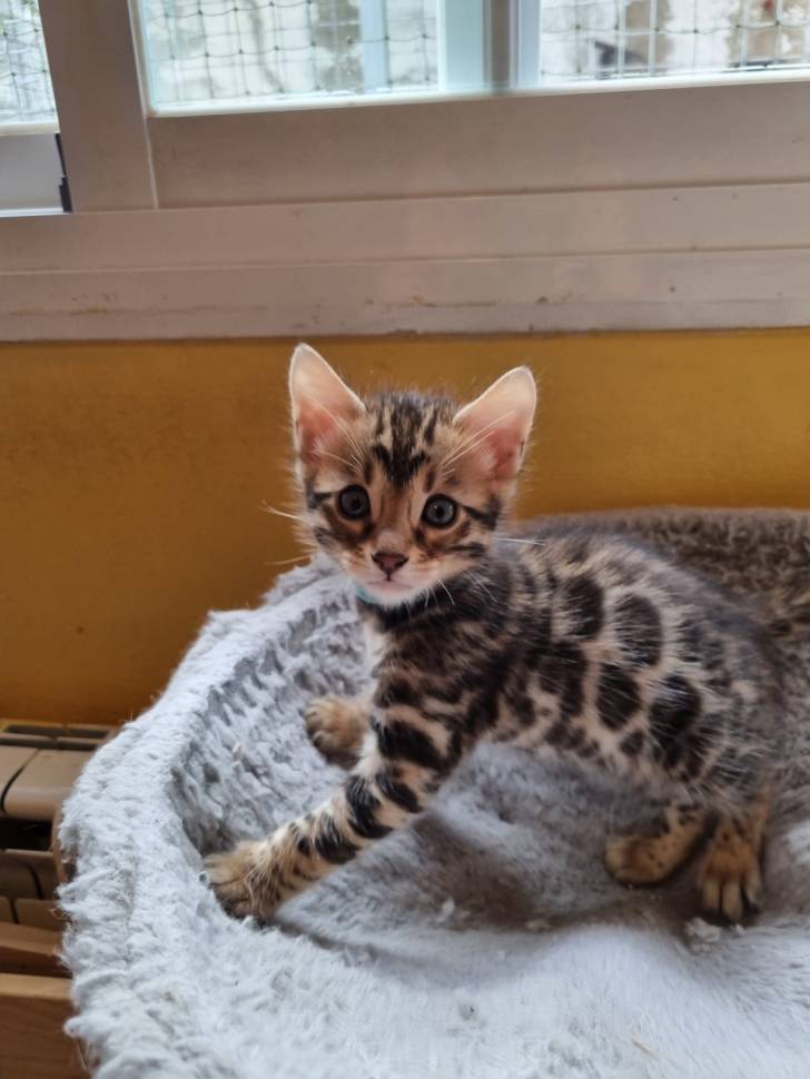 Bengalffgatitos disponables para adopcion