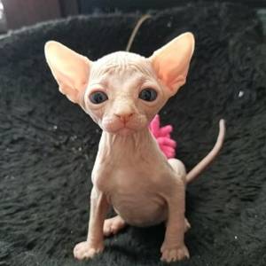 Sphynx hh macho y hembra brillante para REGALO