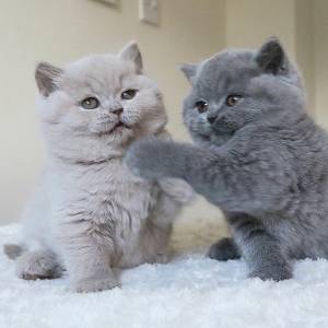 GATITOS rr DE BRITÁNICO CABELLO CORTO