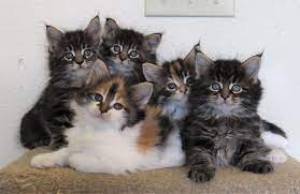 MAINE ttt COON PARA REGALO