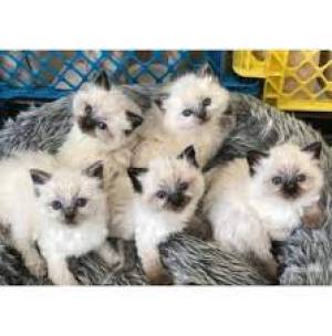 Ragdoll gatitos para ttt regalo